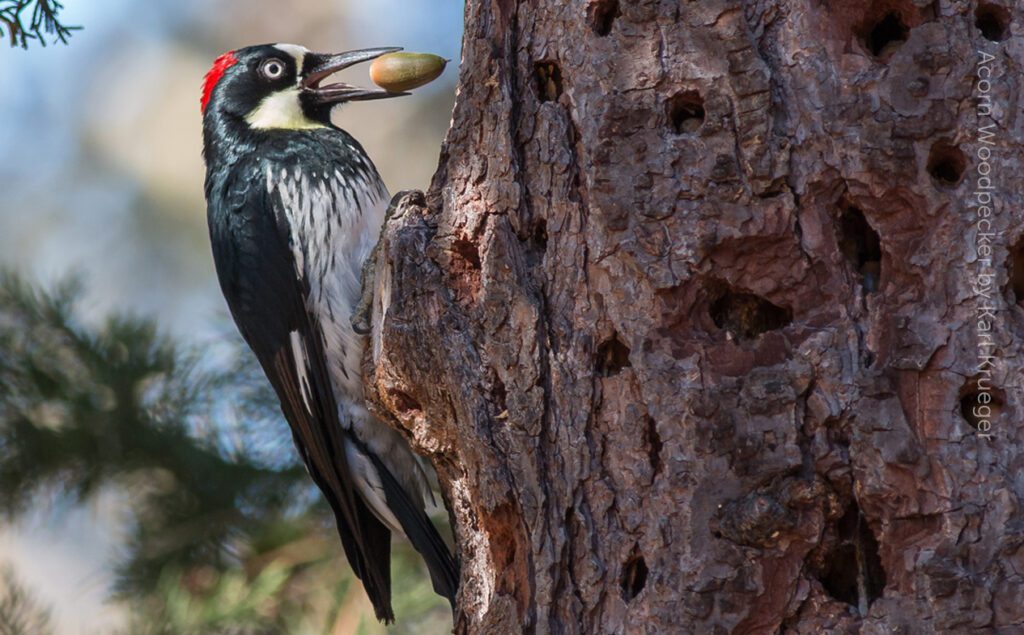 A bird is sitting on a tree trunk.