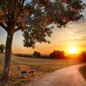 A bench next to a tree in a field.