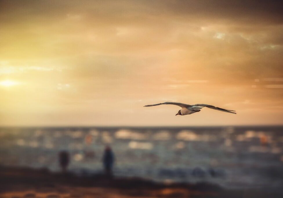 A seagull glides gracefully over the ocean at sunset.
