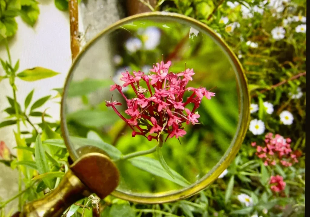 A magnifying glass focusing on a pink flower among green foliage.